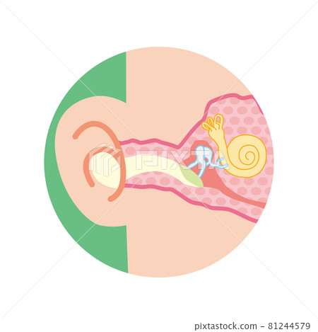 耳朵內部的橫截面圖 耳朵內部的橫截面圖 81244579