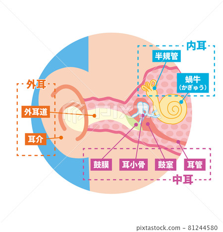 耳朵內部的橫截面圖 耳朵內部的橫截面圖 81244580