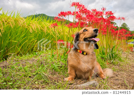 [Nara Prefecture] September, Katsuragi Hitokoton cluster amaryllis and pet dog Gonta around the main shrine 81244915