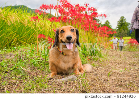 【奈良縣】九月,葛城一子群孤挺花和愛犬權太圍繞本宮 【奈良縣】九月,葛城一子群孤挺花和愛犬權太圍繞本宮 81244920