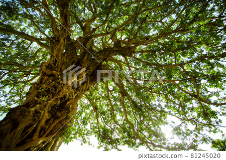 Okinawa banyan tree 81245020