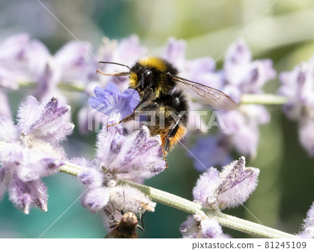 A bumble-bee sucks from a lavandula flower on a garden. A bumble-bee sucks from a lavandula flower on a garden. 81245109