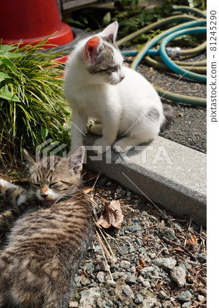 Everyday life of a cute stray kitten playing, eating and sleeping Everyday life of a cute stray kitten playing, eating and sleeping 81245290