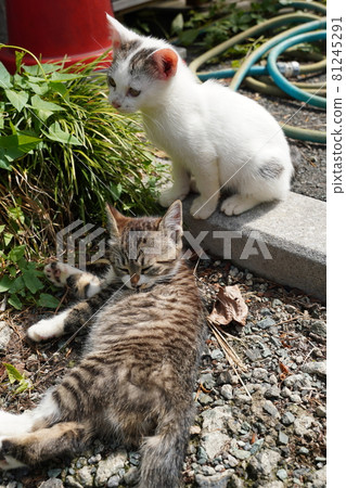 Everyday life of a cute stray kitten playing, eating and sleeping Everyday life of a cute stray kitten playing, eating and sleeping 81245291
