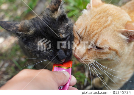 一個鏽斑女性的眼睛，即使他們長大了也和她的兄弟和睦相處 81245724