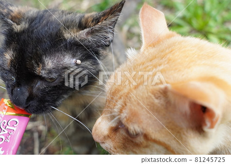 一個鏽斑女性的眼睛，即使他們長大了也和她的兄弟和睦相處 81245725