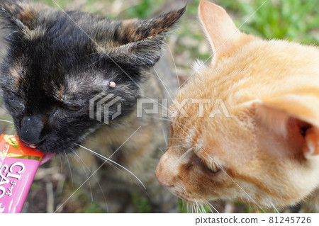 一個鏽斑女性的眼睛，即使他們長大了也和她的兄弟和睦相處 81245726