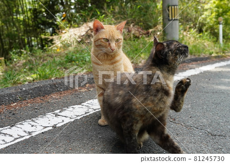 Tick on the eyes of a rust-patterned female who lives in harmony with her brothers even when they grow up 81245730