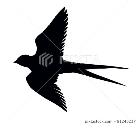 Swallow with paper card. Vector drawing 81246237
