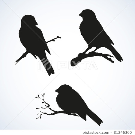 Vector drawing. Tits Vector drawing. Tits 81246360