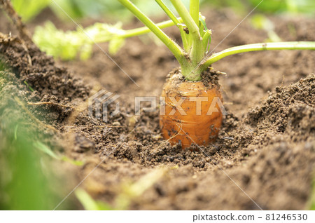 胡蘿蔔在土裡 81246530