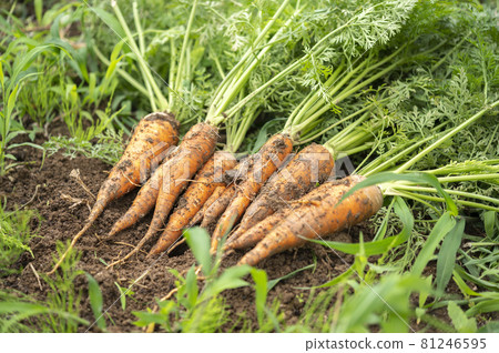 Freshly carved carrots 81246595