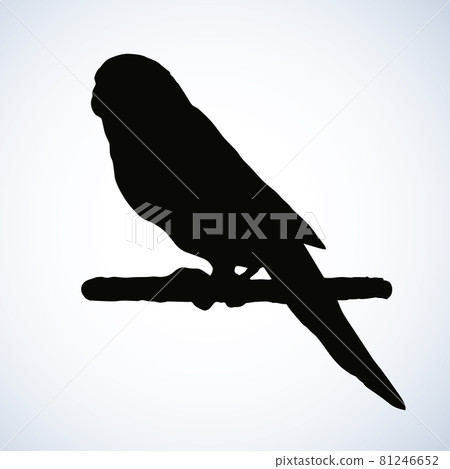 Budgerigar. Vector drawing Budgerigar. Vector drawing 81246652