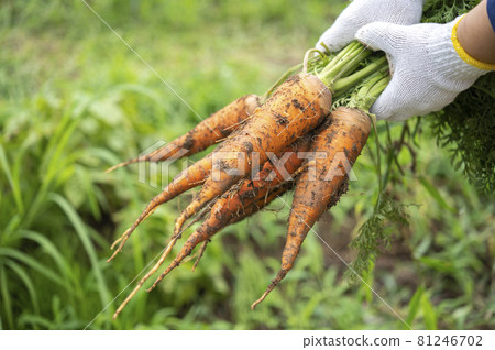 新鮮雕刻的胡蘿蔔 81246702