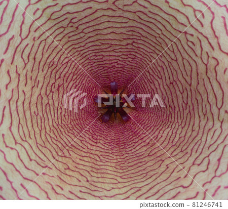 .close up Amazing large Yellow starfish cactus flower. 81246741