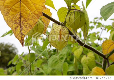 Physalis peruviana or goldenberry or Cape gooseberry plant with yellow ripe fruits 81246742