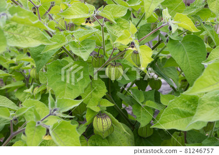 Physalis peruviana or goldenberry or Cape gooseberry plants with fruits and flowers 81246757