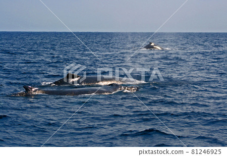 Humpback whales in the Kerama Islands Humpback whales in the Kerama Islands 81246925