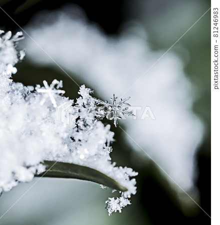 Snowflakes on plants 81246983