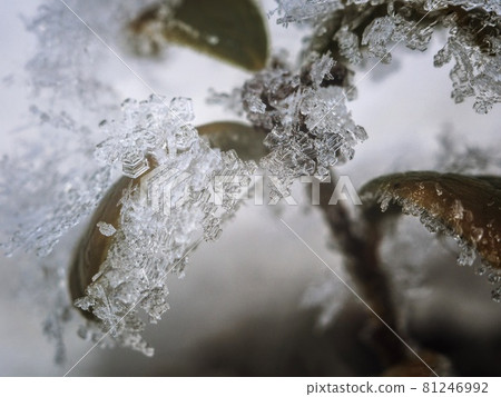 Snowflakes on plants Snowflakes on plants 81246992