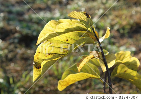 即將變紅的葉子 81247307