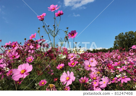 Cosmos petals lined up in a well-balanced manner 81247408