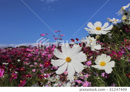 Each flower color has its own taste Each flower color has its own taste 81247409