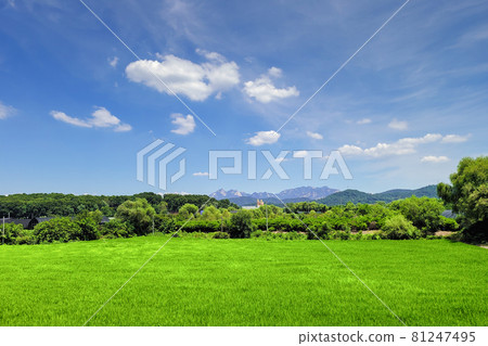 藍天、稻田與山巒融為一體 81247495