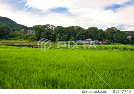 Scenery of a village with rice fields 81247746