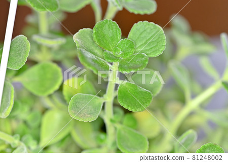 香氣王者掃描 81248002