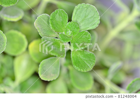 香氣王者掃描 81248004