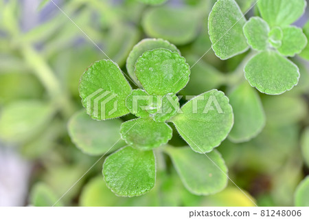 Aromatics Aromatics 81248006