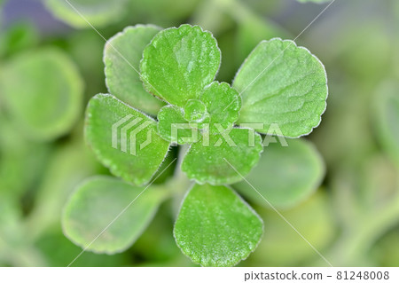 Aromatics Aromatics 81248008