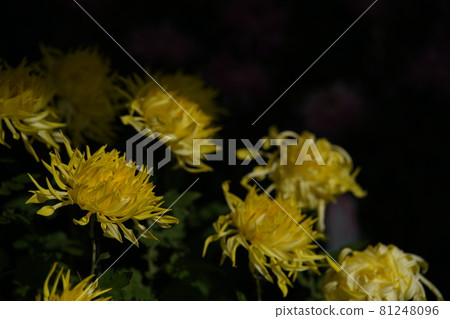 Chrysanthemum flowers in full bloom Edogiku (light yellow) Chrysanthemum flowers in full bloom Edogiku (light yellow) 81248096