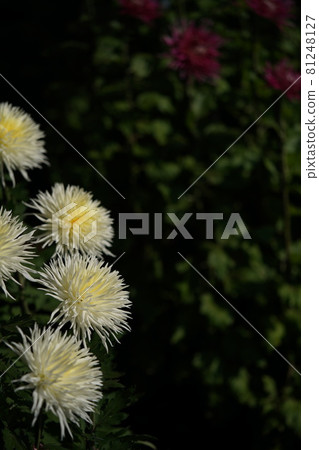 Chrysanthemum flowers in full bloom Edogiku (light cream color) Chrysanthemum flowers in full bloom Edogiku (light cream color) 81248127