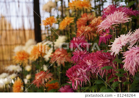 Chrysanthemum flowers in full bloom Edogiku 81248264