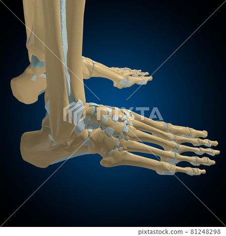Human bones joints and ligaments Anatomy For Medical Concept 3D 81248298