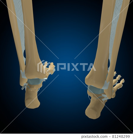 Human bones joints and ligaments Anatomy For Medical Concept 3D Human bones joints and ligaments Anatomy For Medical Concept 3D 81248299