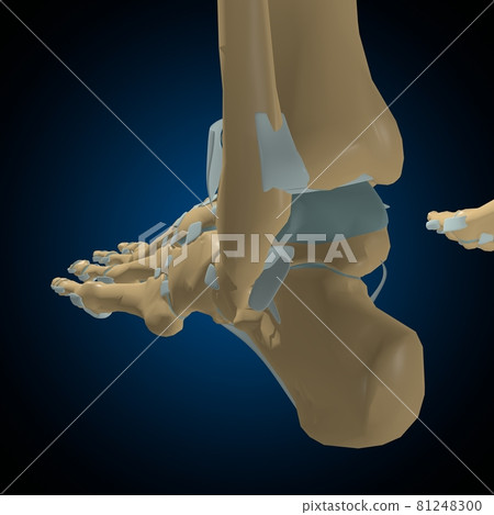 Human bones joints and ligaments Anatomy For Medical Concept 3D 81248300
