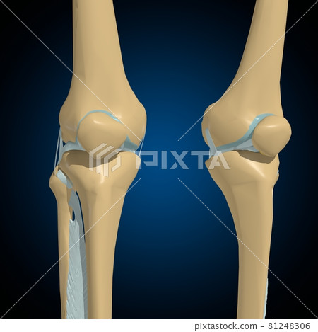 Human bones joints and ligaments Anatomy For Medical Concept 3D 81248306