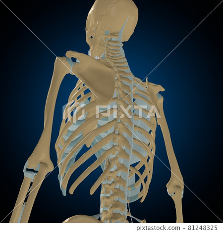 Human bones joints and ligaments Anatomy For Medical Concept 3D 81248325