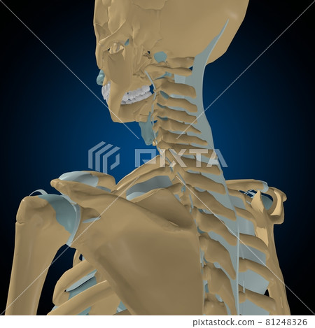Human bones joints and ligaments Anatomy For Medical Concept 3D Human bones joints and ligaments Anatomy For Medical Concept 3D 81248326