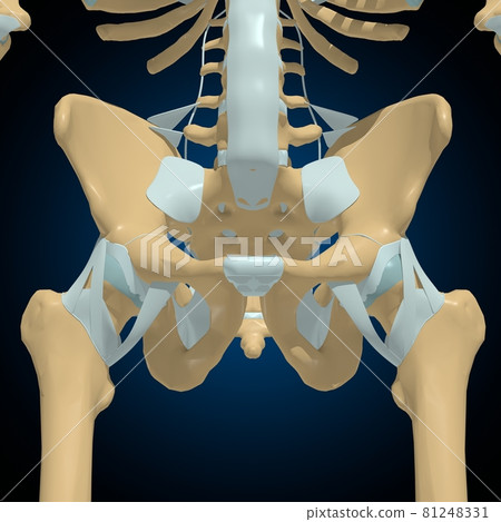 Human bones joints and ligaments Anatomy For Medical Concept 3D 81248331