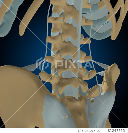 Human bones joints and ligaments Anatomy For Medical Concept 3D 81248333