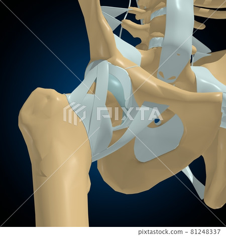 Human bones joints and ligaments Anatomy For Medical Concept 3D Human bones joints and ligaments Anatomy For Medical Concept 3D 81248337