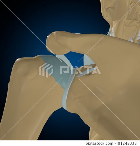 Human bones joints and ligaments Anatomy For Medical Concept 3D Human bones joints and ligaments Anatomy For Medical Concept 3D 81248338