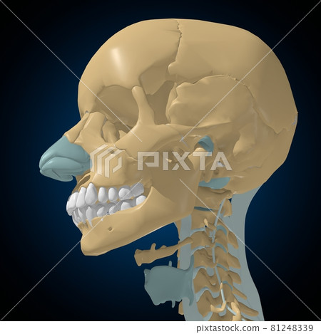 Human bones joints and ligaments Anatomy For Medical Concept 3D 81248339
