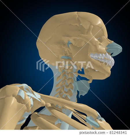 Human bones joints and ligaments Anatomy For Medical Concept 3D 81248341