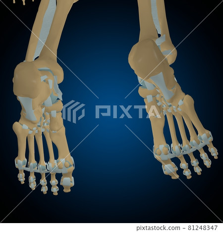 Human bones joints and ligaments Anatomy For Medical Concept 3D 81248347