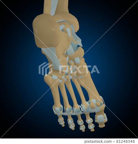Human bones joints and ligaments Anatomy For Medical Concept 3D 81248348